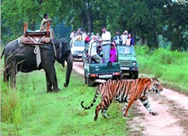 wildlife tour package India