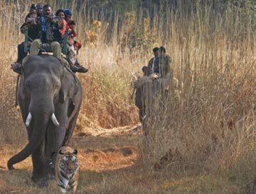 bandhavgarh wildlife tour from Delhi